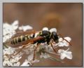 Polistes sp.